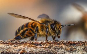 Abeille