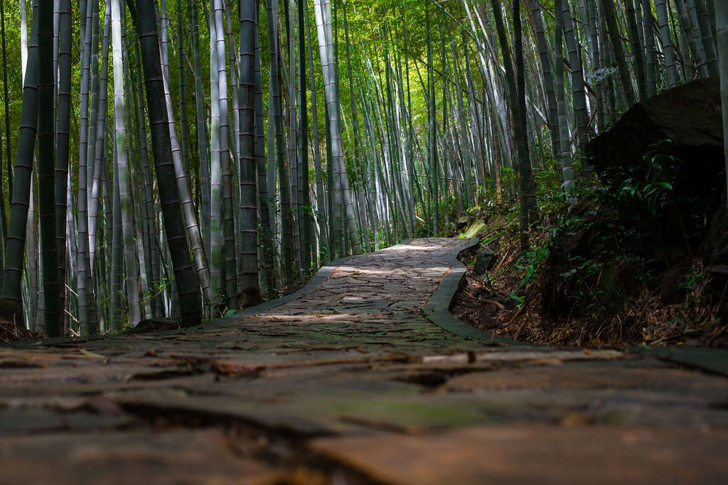 Forêt de bambou
