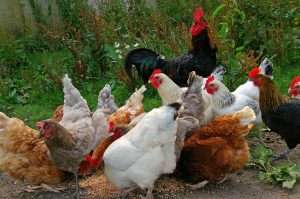 Cuisine bio : poulets
