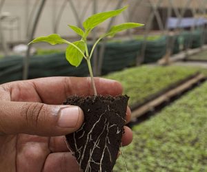 Produits bios