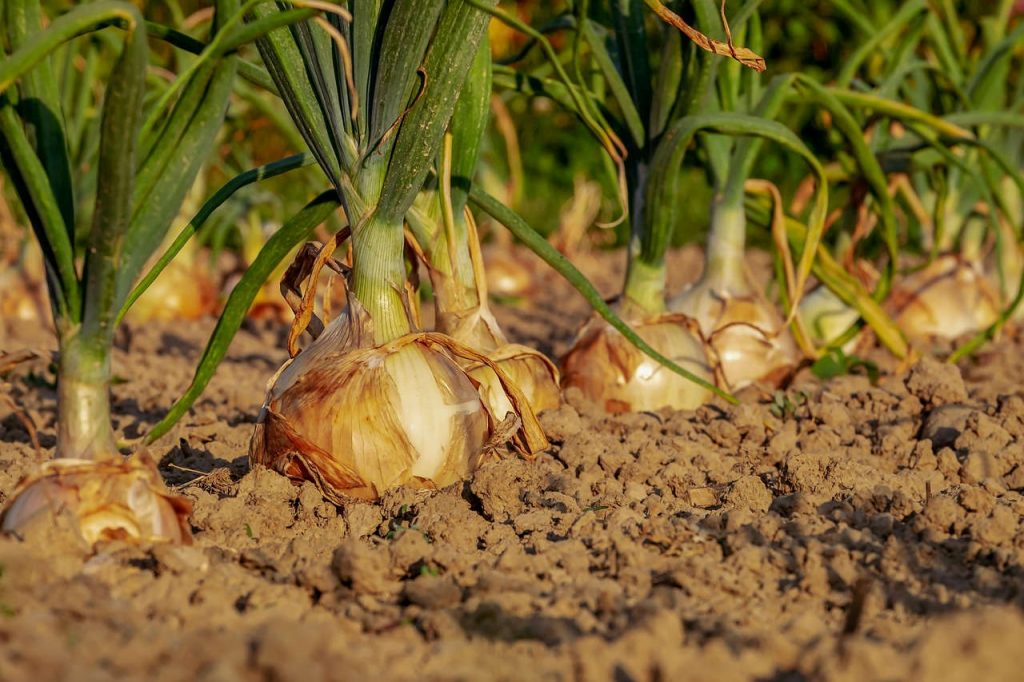 Un jardin écologique