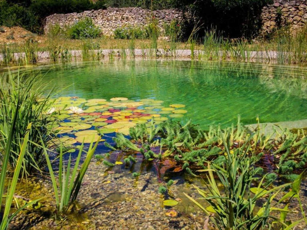 Piscine biologique